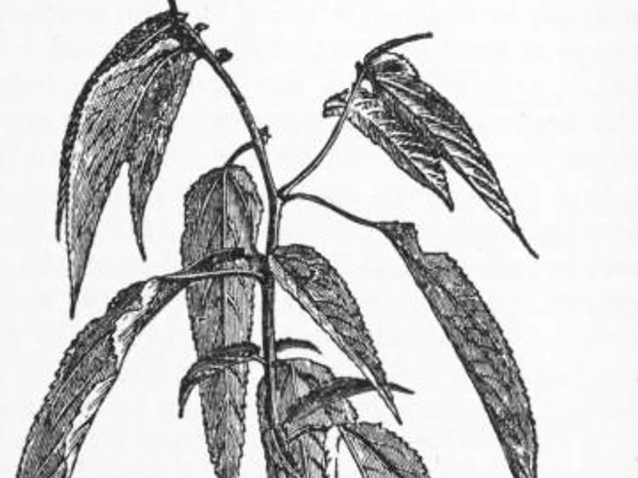 Jute & Natural Fibre — jute